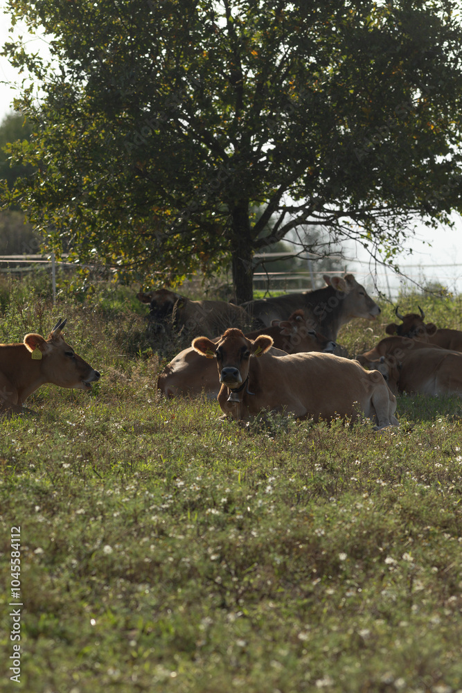A large herd of cows is comfortably laying down in a lush green grassy field, enjoying the peaceful surroundings of nature A large herd of cows is comfortably laying down in a lush green grassy field, enjoying the peaceful surroundings of nature