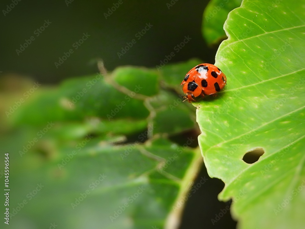 Ladybug on Green Leaf Close Up Macro Photography Ladybug on Green Leaf Close Up Macro Photography