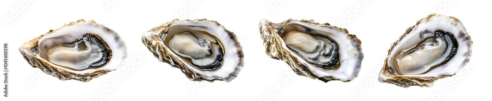 Collection set of oysters isolated on transparent or white background, png Collection set of oysters isolated on transparent or white background, png