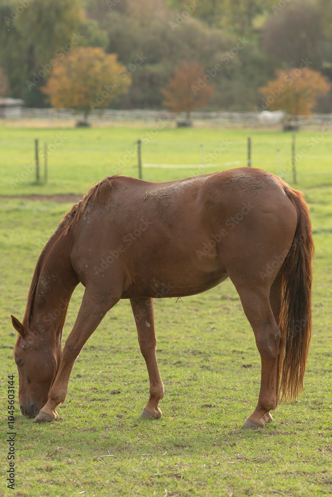 A large brown horse is peacefully grazing in a lush, grassy field surrounded by vibrant nature, enjoying the warm sun above A large brown horse is peacefully grazing in a lush, grassy field surrounded by vibrant nature, enjoying the warm sun above
