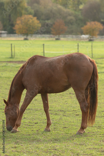 A large brown horse is peacefully grazing in a lush, grassy field surrounded by vibrant nature, enjoying the warm sun above