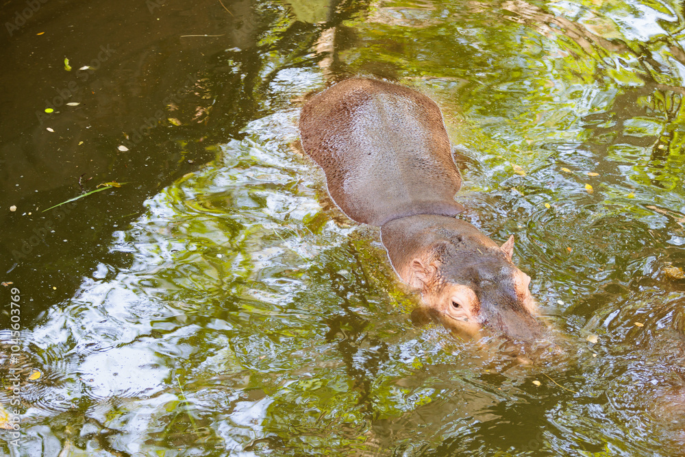 A baby hippopotamus (Hippopotamus amphibious) relax in a pool A baby hippopotamus (Hippopotamus amphibious) relax in a pool