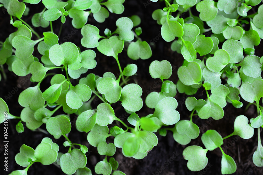 arugula seedlings with green leaves that are growing on the ground top view arugula seedlings with green leaves that are growing on the ground top view