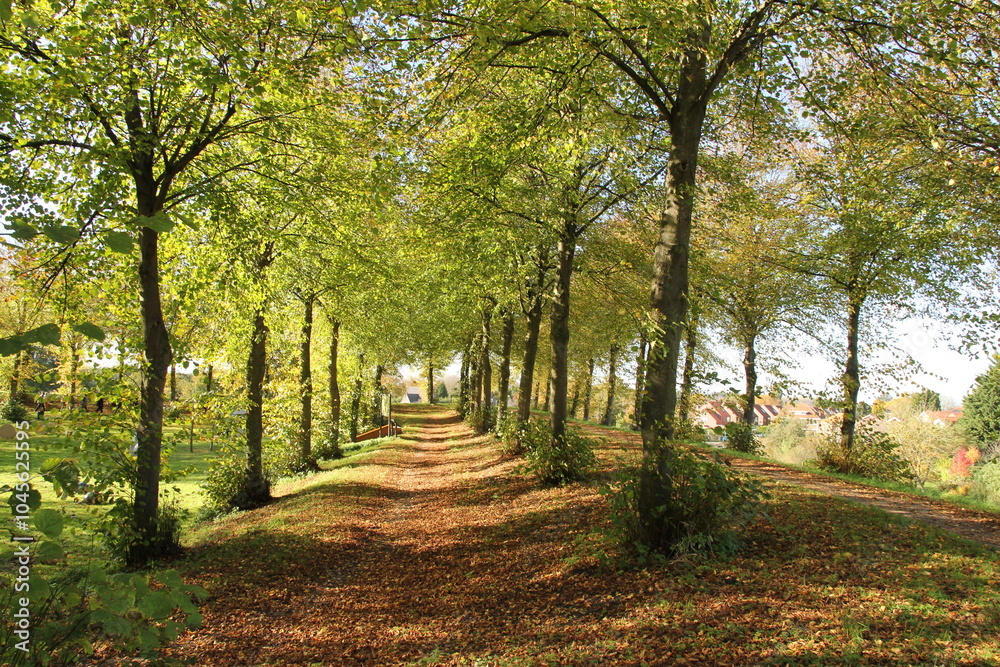 a beautiful path with between rows of trees with green leaves and fallen leaves at the path in autumn at a sunny day a beautiful path with between rows of trees with green leaves and fallen leaves at the path in autumn at a sunny day