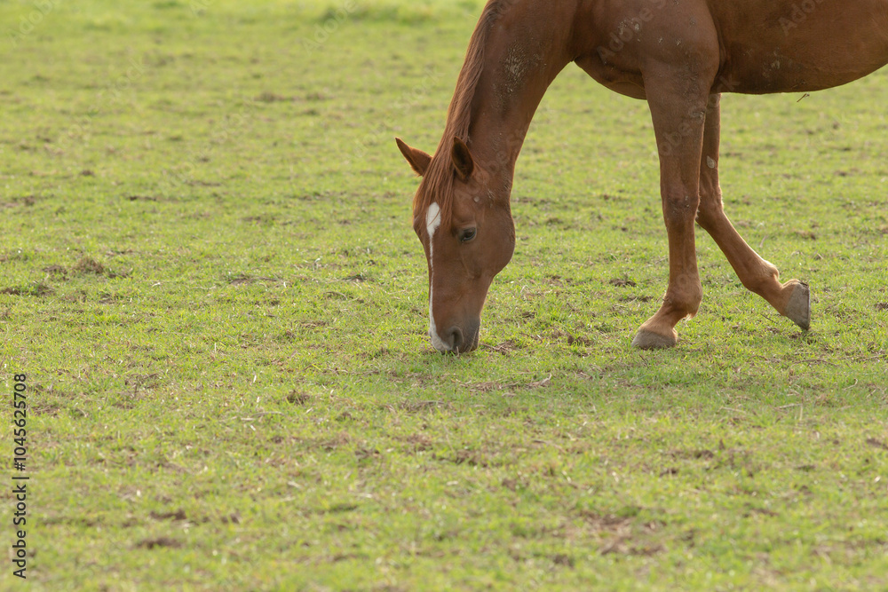 In a beautiful grassy field, a brown horse can be seen grazing peacefully, enjoying the lush surroundings and warm sun rays above In a beautiful grassy field, a brown horse can be seen grazing peacefully, enjoying the lush surroundings and warm sun rays above