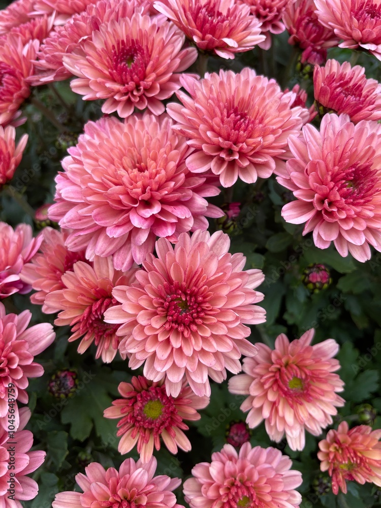 pink chrysanthemum flowers pink chrysanthemum flowers
