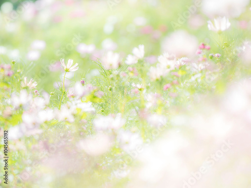 秋の公園や花壇を彩るコスモスのある風景。午後の眩しい光に包まれる様子。背景。自然風景素材。