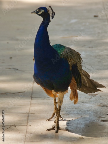 Obraz na płótnie Beautiful peacock walking in the old town of Antalya, Turkey w salonie