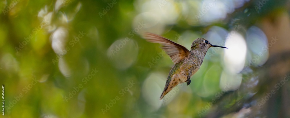 Obraz premium Small, brown bird with a long beak hovers in mid-air