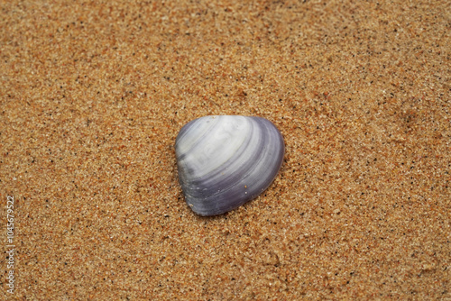 Tropical beach shells