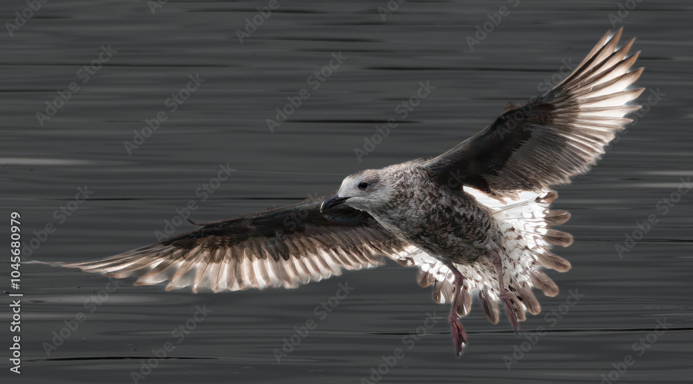 Obraz premium Gull in Flight 