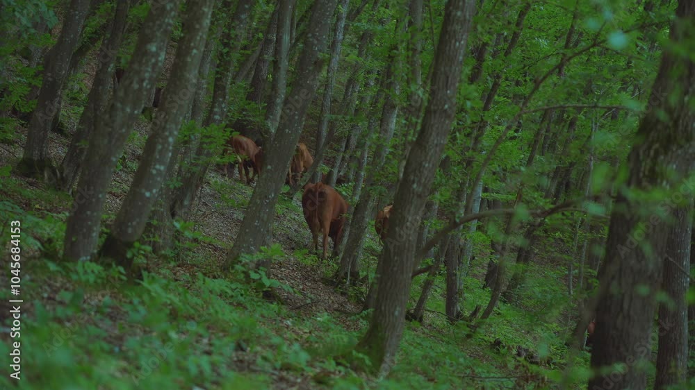 Cows graze in the forest, cows in the forest Cows graze in the forest, cows in the forest