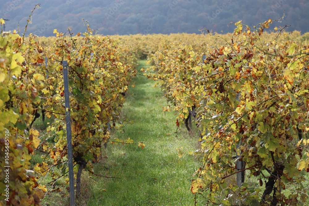 Fototapeta premium Handout