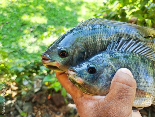 big fresh tilapia fish in hand of a fish farmer ready for sale HD