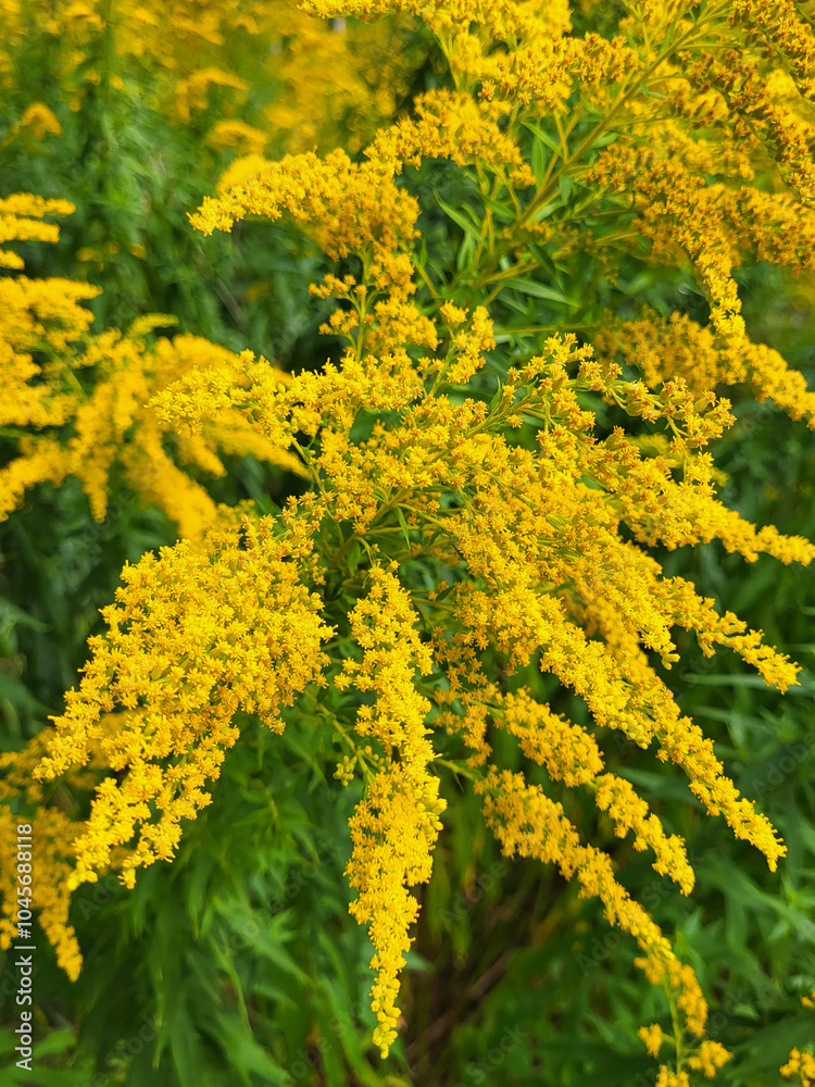 Solidago canadensis, vibrant yellow Canada goldenrod, native wildflower known for its bright blooms, attracting pollinators and enhancing biodiversity in meadows and gardens. Selective focus