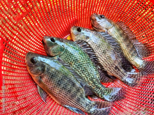 lots of freshly caught tilapia fish in red basket HD