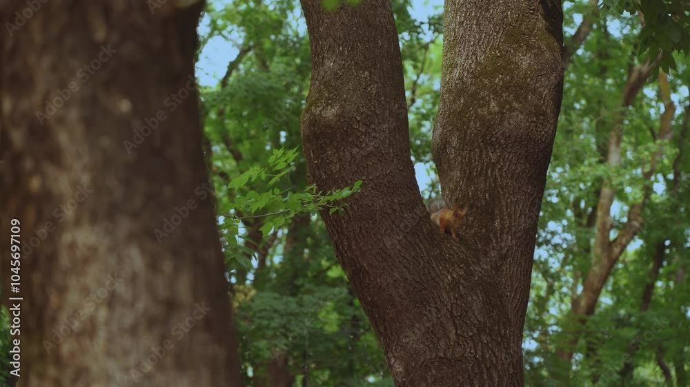 Squirrel on a tree, squirrel in nature, forest squirrel Squirrel on a tree, squirrel in nature, forest squirrel