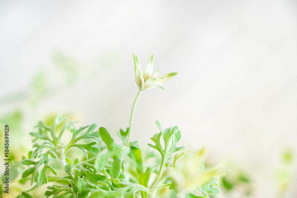 咲き始めるフランネルフラワー 咲き始めるフランネルフラワー