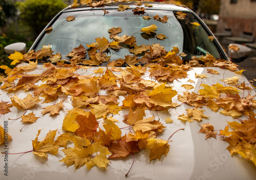 The yellow maple leaves have fallen onto the windshield and body of the white car.