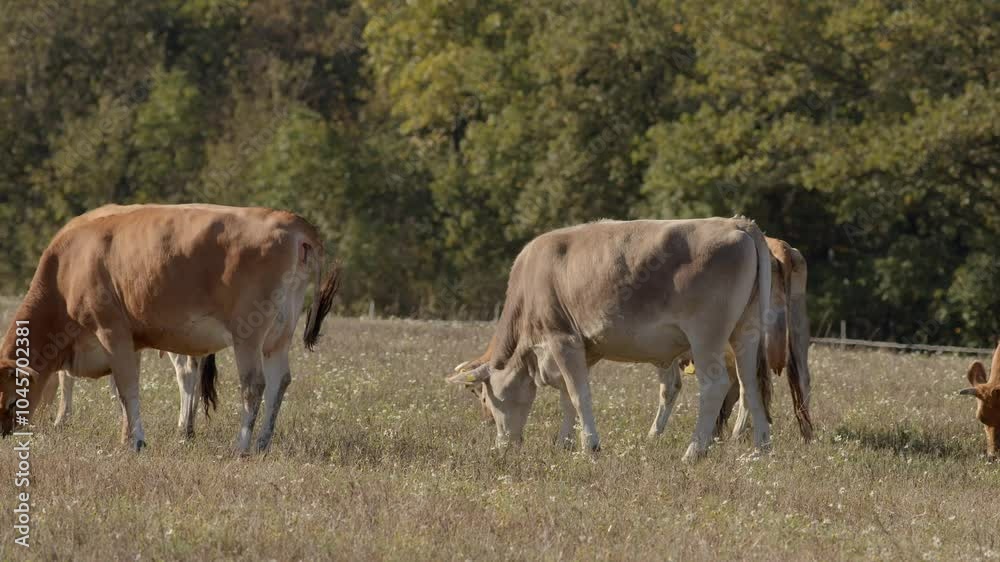 Cows graze contentedly in a lush green field surrounded by trees and open spaces under a clear blue sky Cows graze contentedly in a lush green field surrounded by trees and open spaces under a clear blue sky