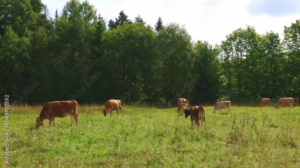 Brown cows graze on green meadow near forest on summer day, close-up. High quality 4k footage Brown cows graze on green meadow near forest on summer day, close-up. High quality 4k footage