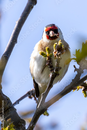 Goldfinch (Carduelis carduelis) in Urban Park, Dublin