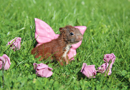 junges Eichhörnchen