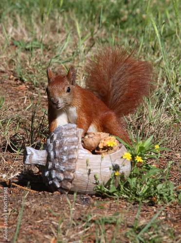rotes Eichhörnchen