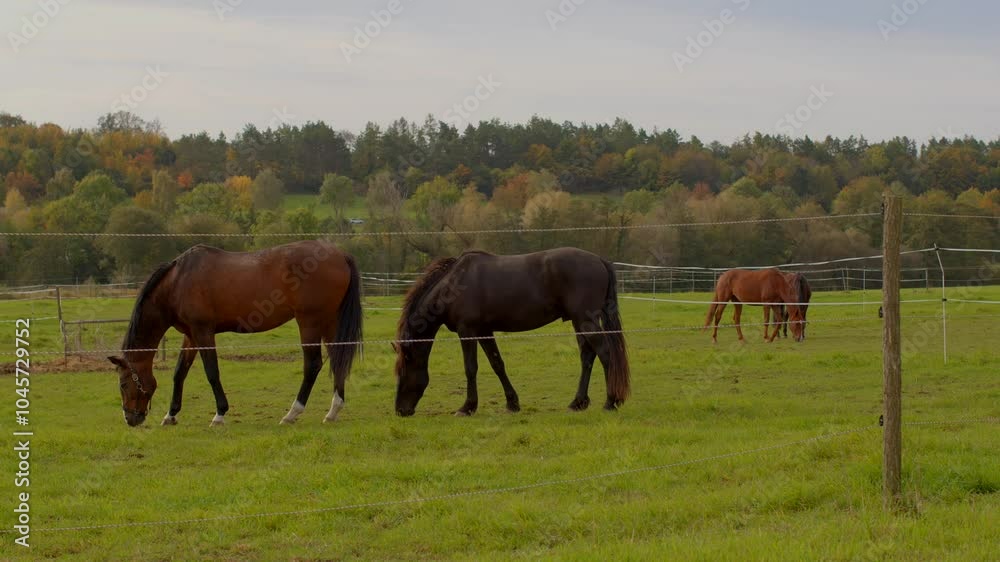Beautiful horses are grazing peacefully in a lush green pasture, surrounded by the breathtaking beauty of nature Beautiful horses are grazing peacefully in a lush green pasture, surrounded by the breathtaking beauty of nature