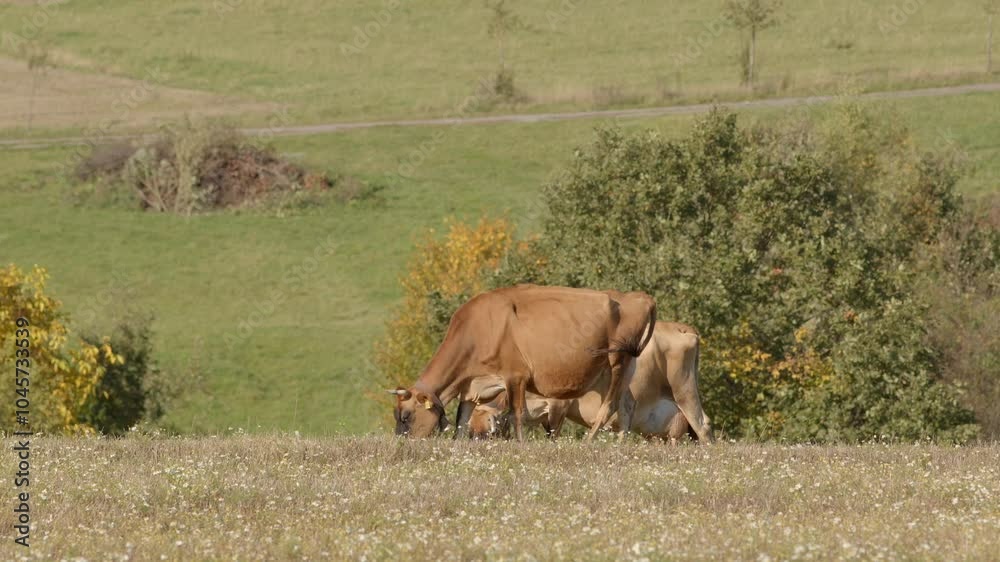 A peaceful scene of a cow grazing in a vibrant green landscape, showcasing rural beauty and tranquility A peaceful scene of a cow grazing in a vibrant green landscape, showcasing rural beauty and tranquility
