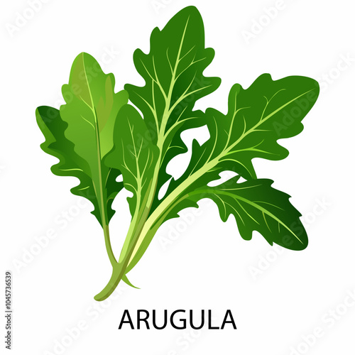 Arugula in cartoon style on a white background. Vector illustration.