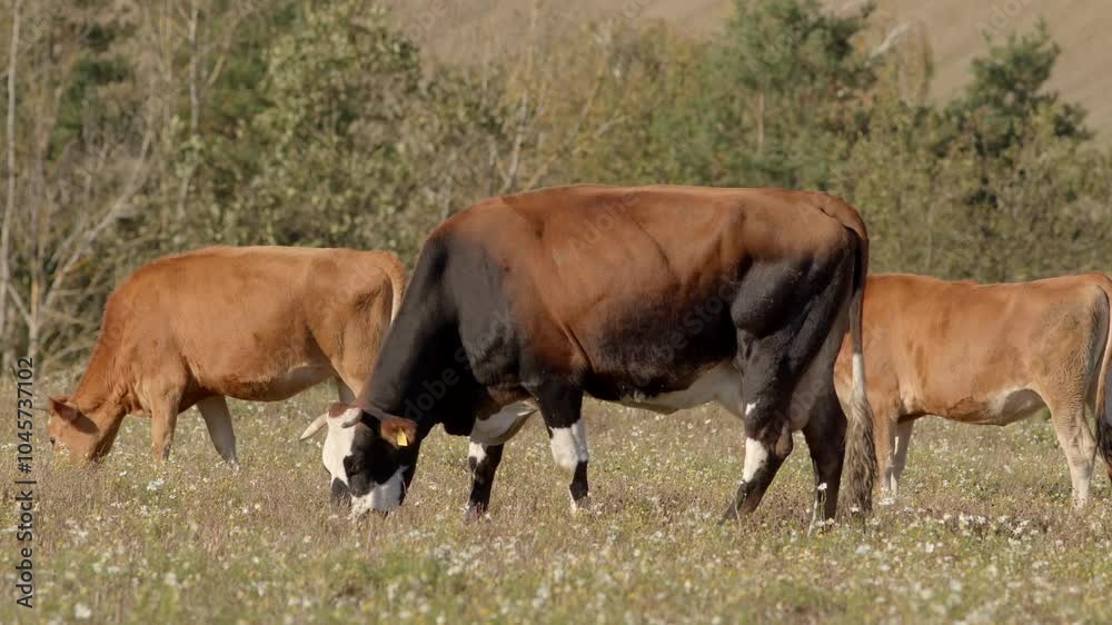 A serene and peaceful landscape adorned with cows peacefully grazing on lush grass beneath a clear blue sky A serene and peaceful landscape adorned with cows peacefully grazing on lush grass beneath a clear blue sky