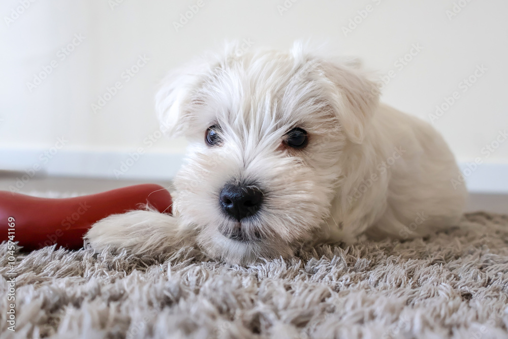 Mini Schnauzer. White Schneuszer Puppy plays with a toy on a fluffy carpet. Portraita shooting Mini Schnauzer. White Schneuszer Puppy plays with a toy on a fluffy carpet. Portraita shooting