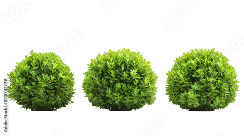 Three bushes are shown in a row, with the middle bush being the tallest