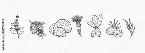 Line art holy basil, cedar, reishi, burdock cocoa, coconut, rice illustration