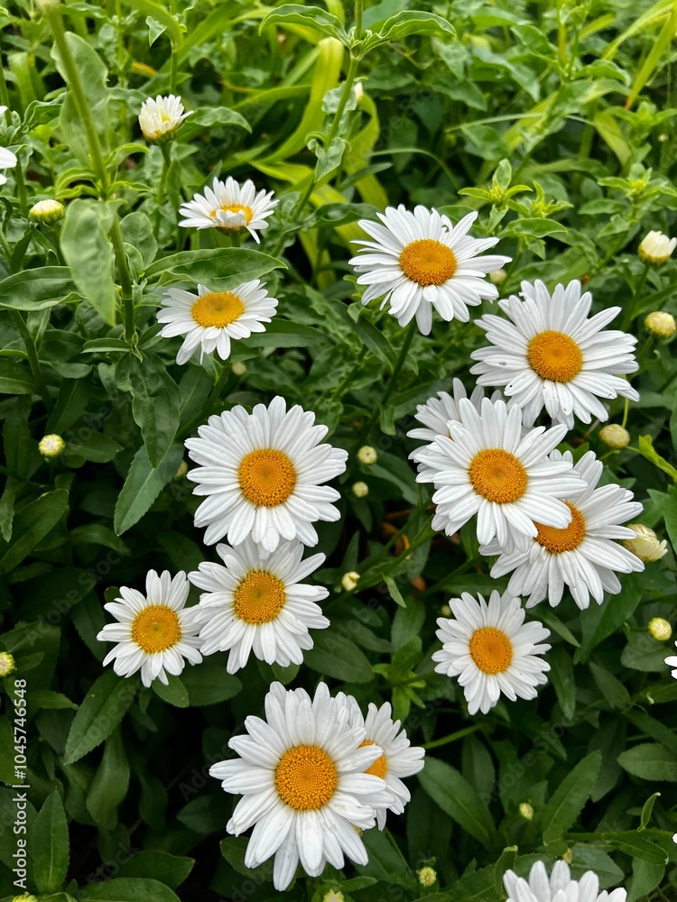 Fototapeta premium daisies in a garden
