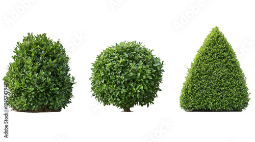 Three bushes are shown in a row, with the middle bush being the tallest