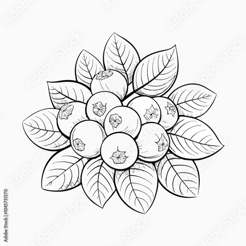 blueberry hand-drawn vector illustration Isolated white background.