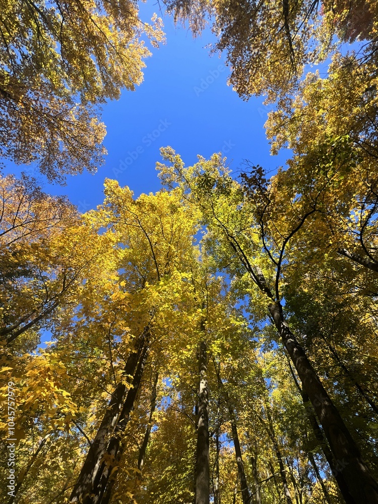 Autumn Trees and Sky on the Forest Trail Autumn Trees and Sky on the Forest Trail