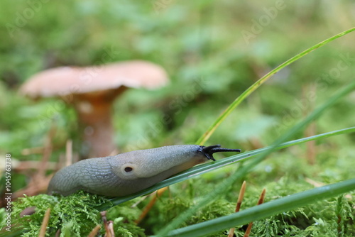 Black headed slug (Krynickillus melanocephalus) in the forest