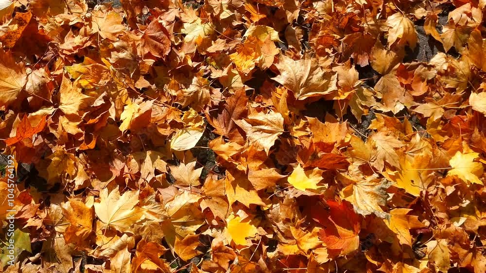 Brown and orange fallen leaves on ground in autumn Brown and orange fallen leaves on ground in autumn