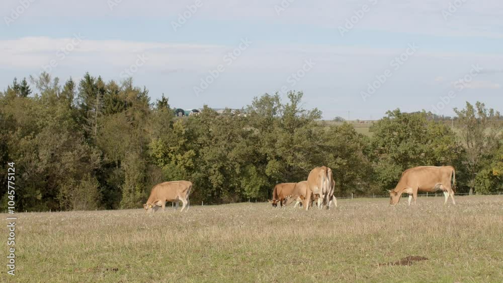 A serene and peaceful scene of cattle leisurely grazing in a lush, green pasture under a beautifully clear sky A serene and peaceful scene of cattle leisurely grazing in a lush, green pasture under a beautifully clear sky