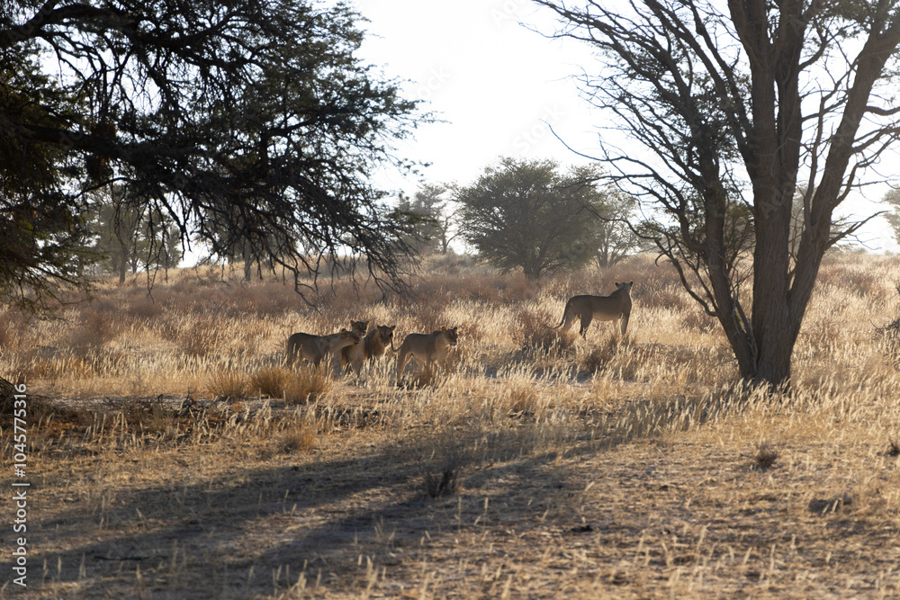 Fototapeta premium Teenage lions