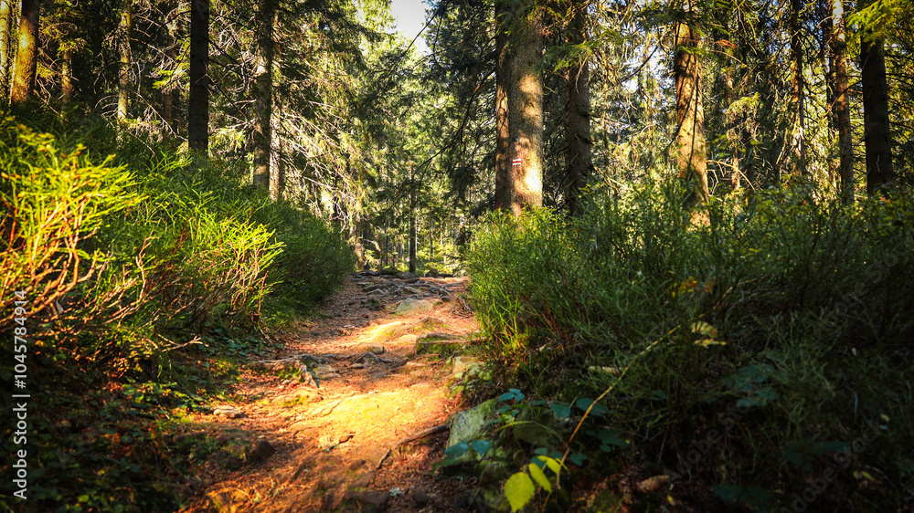 Obraz premium The trail to the Pilsko mountain from the Glinne pass. The season of autumn, called the 