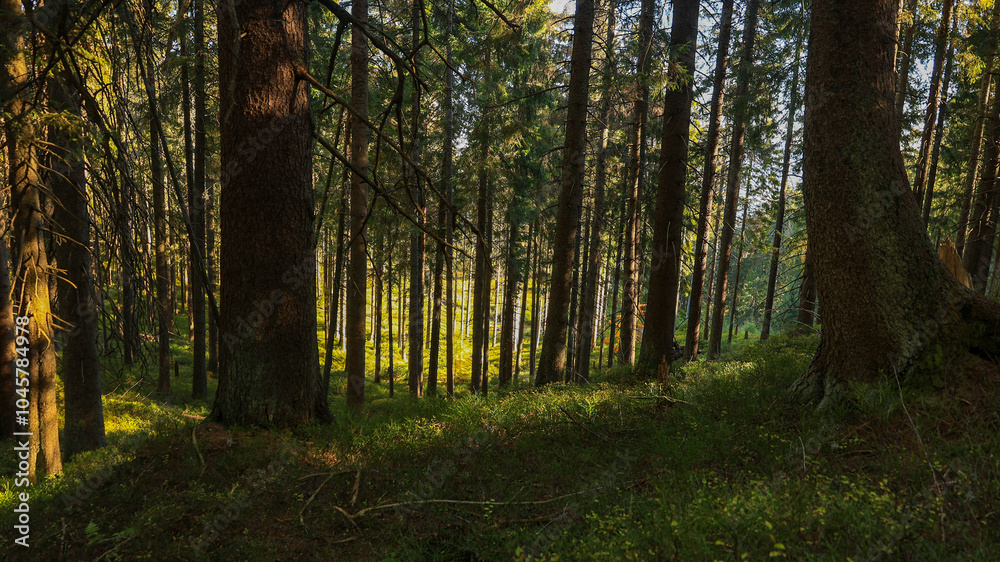 The trail to the Pilsko mountain from the Glinne pass. The season of autumn, called the 