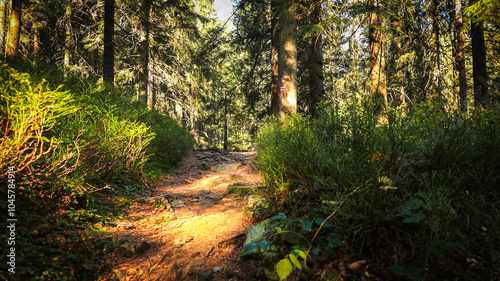 The trail to the Pilsko mountain from the Glinne pass. The season of autumn, called the 