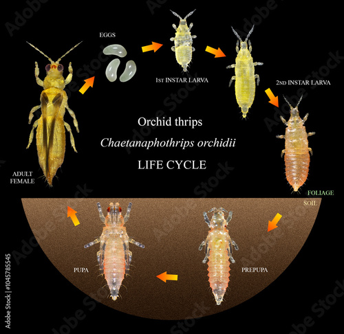 Orchid or anthurium thrips, Chaetanaphothrips orchidii. Thrips (Thysanoptera: Thripidae) are minute, slender insect pests of fruit trees. Development stages isolated on a black background photo