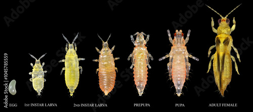 Orchid or anthurium thrips, Chaetanaphothrips orchidii. Thrips (Thysanoptera: Thripidae) are minute, slender insect pests of fruit trees. Development stages isolated on a black background photo