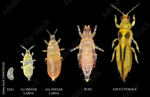 Orchid or anthurium thrips, Chaetanaphothrips orchidii. Thrips (Thysanoptera: Thripidae) are minute, slender insect pests of fruit trees. Development stages isolated on a black background photo