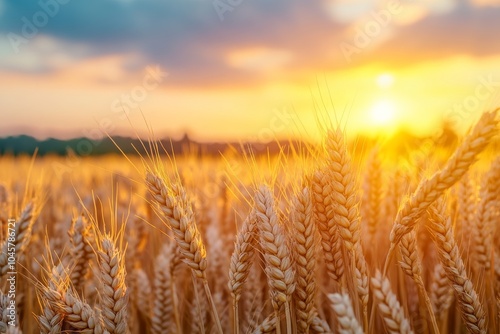 Golden wheat field at sunset, with a warm, hazy sky and a bright sun peeking through the clouds.